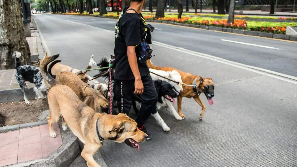 927757_Cuidador en Reforma-1_web